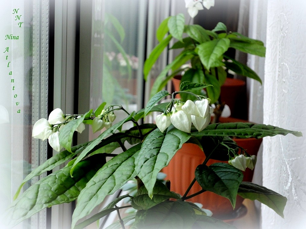 Расцветает и страдает