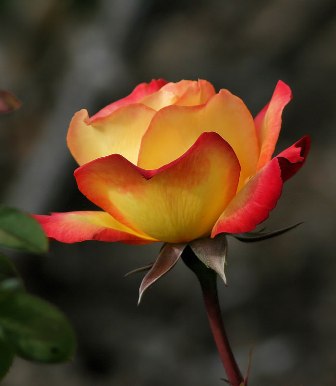 Война лягушек и мышей