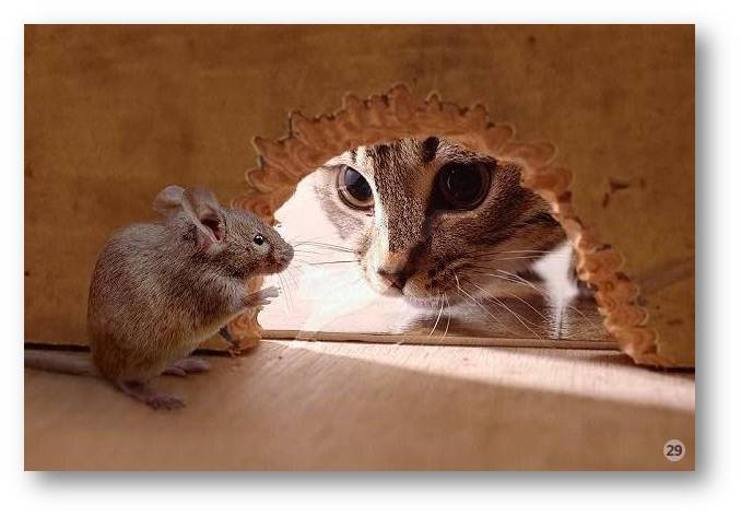 Не следует дразнить кота!