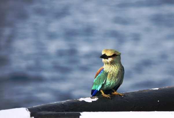 Зыби доходят с севера