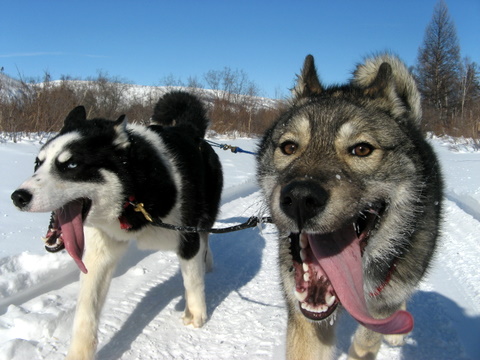 Заблудилась весна
