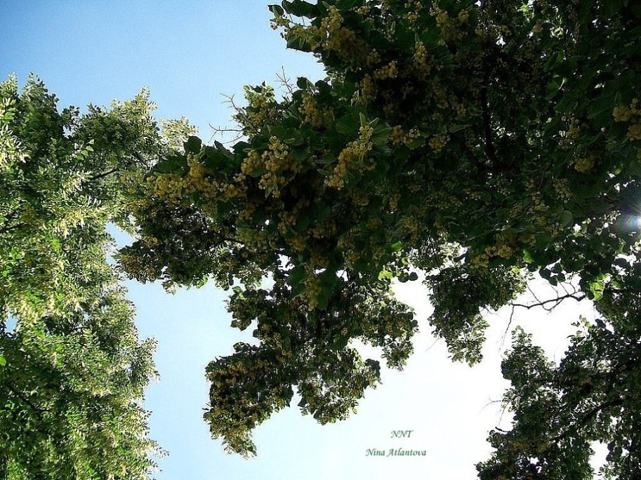 Рифма это не наркотик