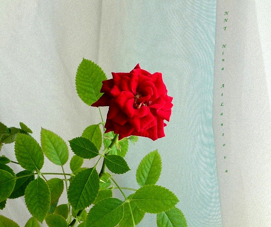 Полуденная сказка