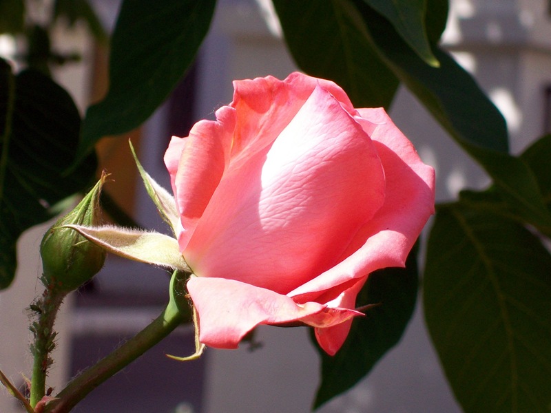 Мой ангел разрешит