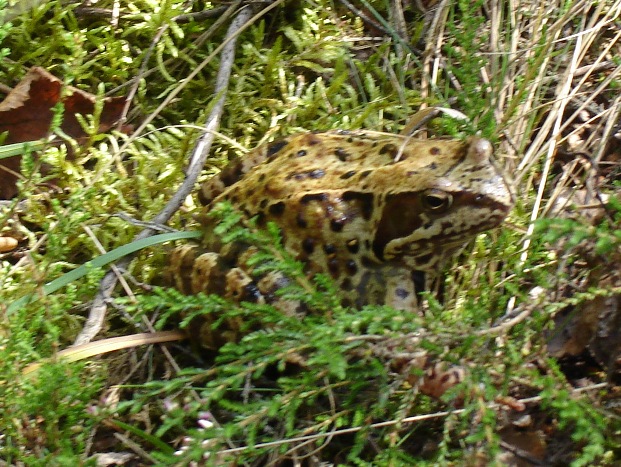 Вот и сказочке - венец...