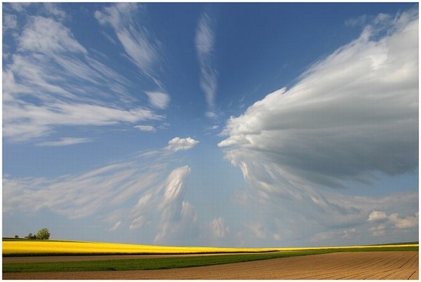 выпала из гнезда осень