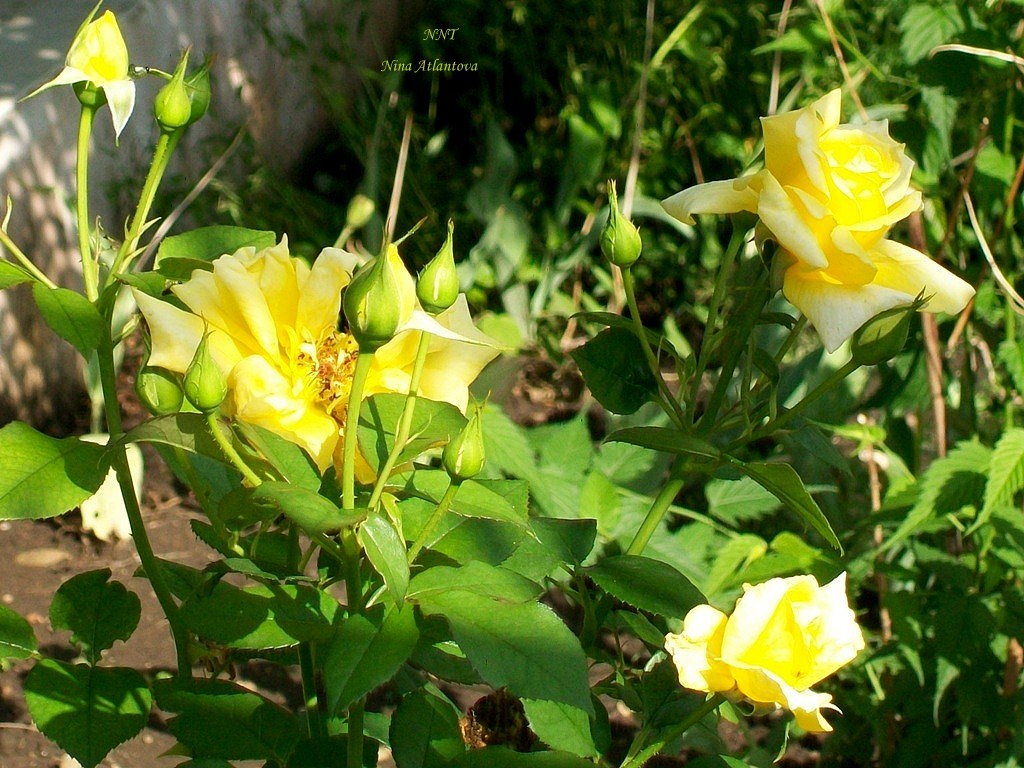 Если жизни река