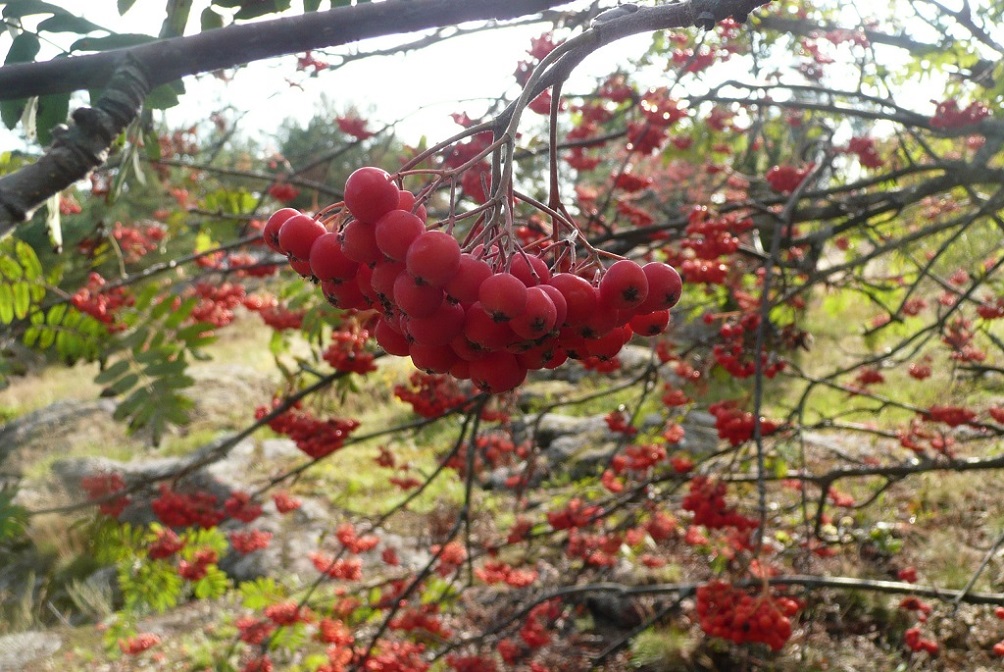 Без тебя Sans toi