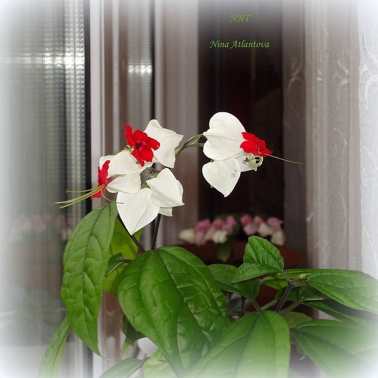 Не кори меня за это