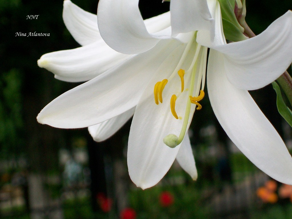 Я в тени грущу