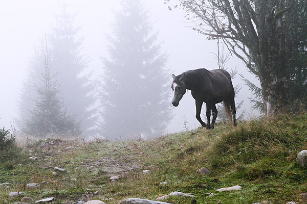 А путь так долог, и туман кругом...