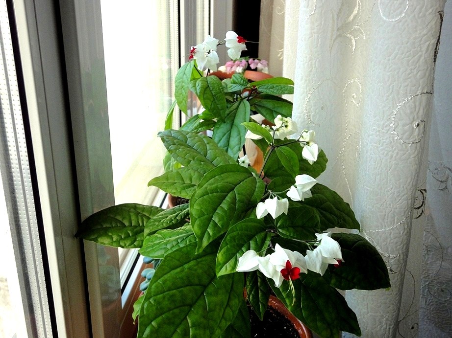 В глазах твоих