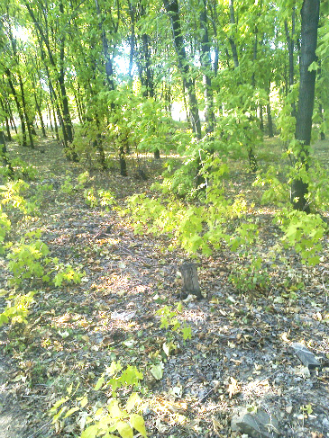 Они живут воспоминаньем...