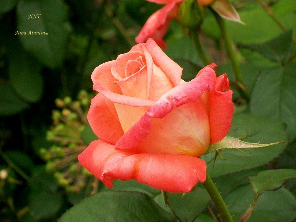 Мой цветочный рай