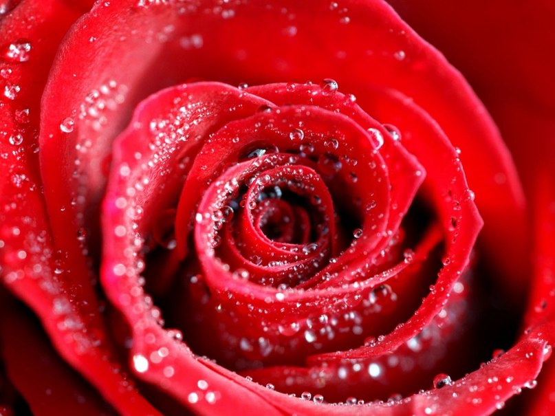 26. Ты научи меня, Творец, Любви