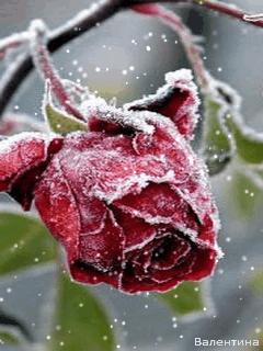 Заснеженная роза