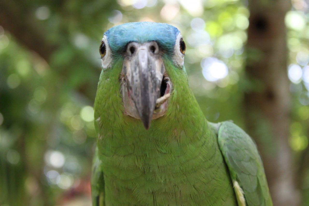 Скотник энд Роуз