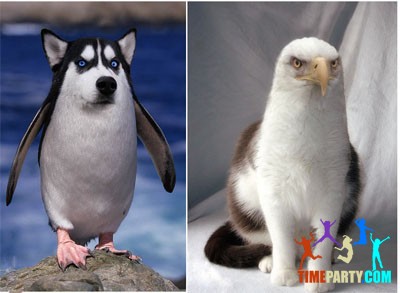 Кумикача. Для внука