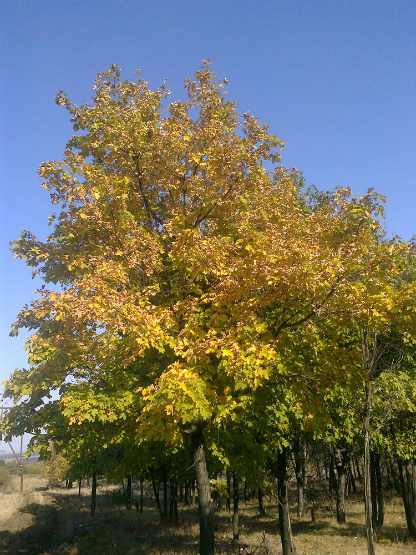 Рассвет осенний