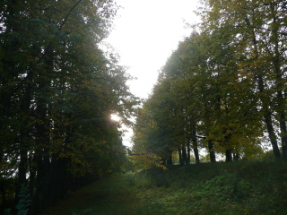 Сентябрьский лес