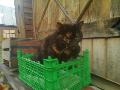 Чепита