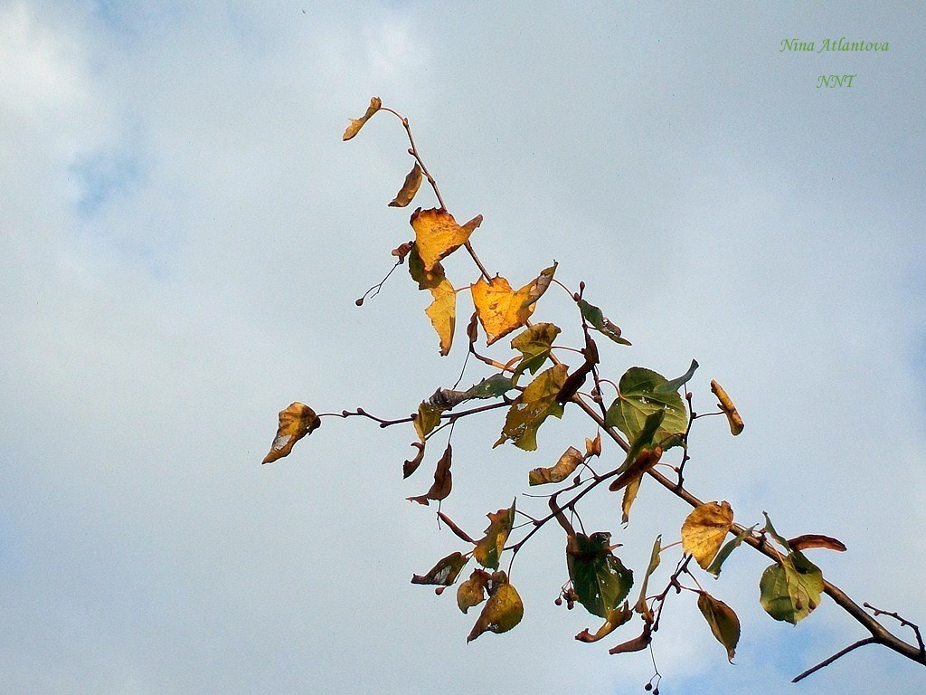 Веточка осенняя