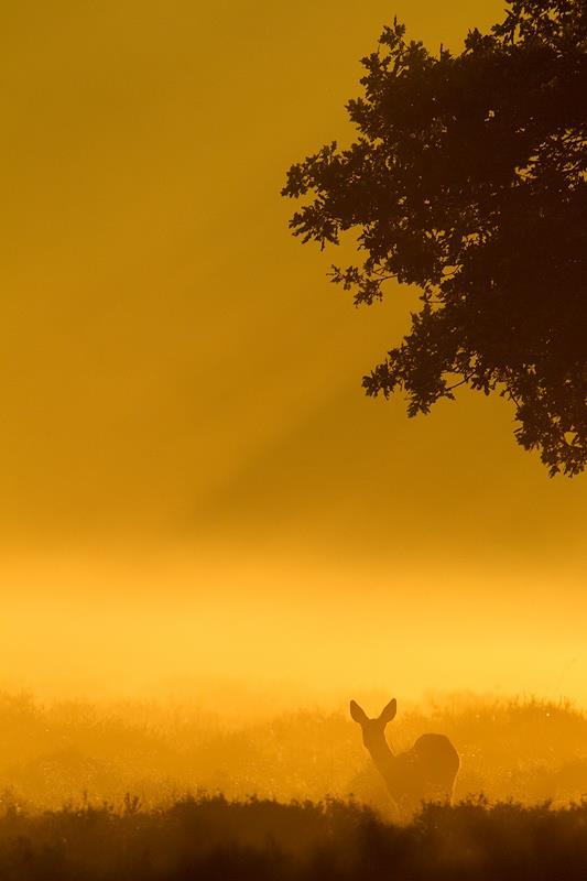 расскажи мне