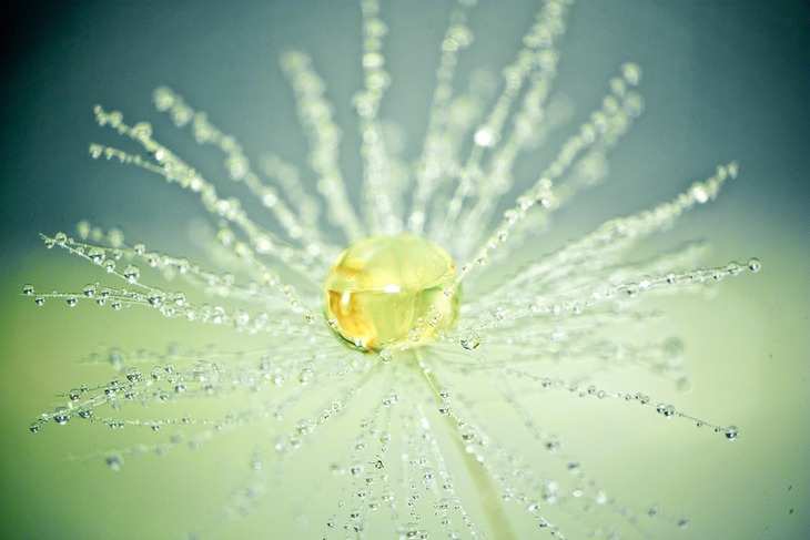 random Nature photography flowers, Flowers photography, Beautiful flowers pictur