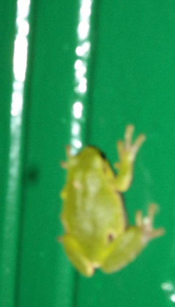 Скиль гэта песня?