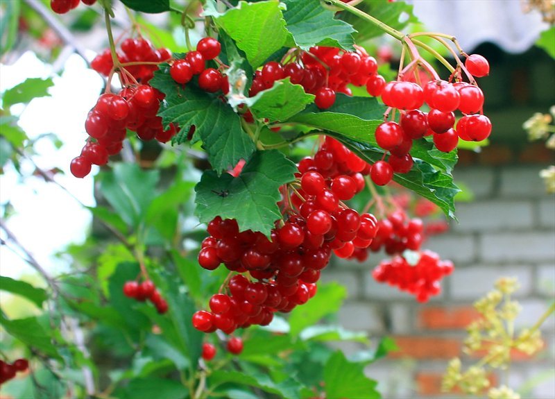 калины ягоды минус. калина калинник. полезные и лечебные свойства калины. калина ягоды. полезные и лечебные свойства калины.