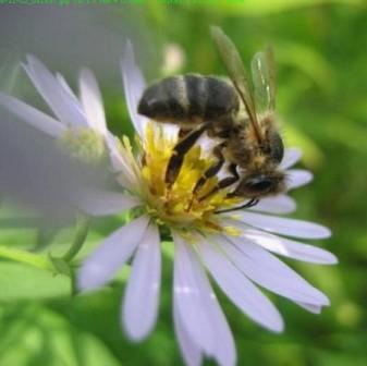 Трудяги пчёлки