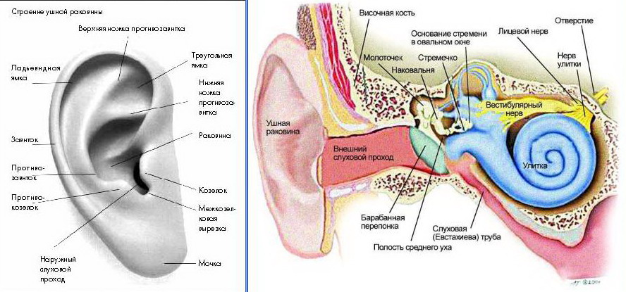 Demystifying the Ear Canal: Consider Professional Ear Cleaning RK Audiology Ear