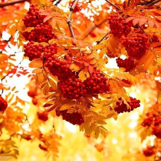 Осень-золотая пора