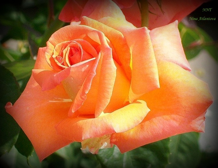 Я тебе расскажу