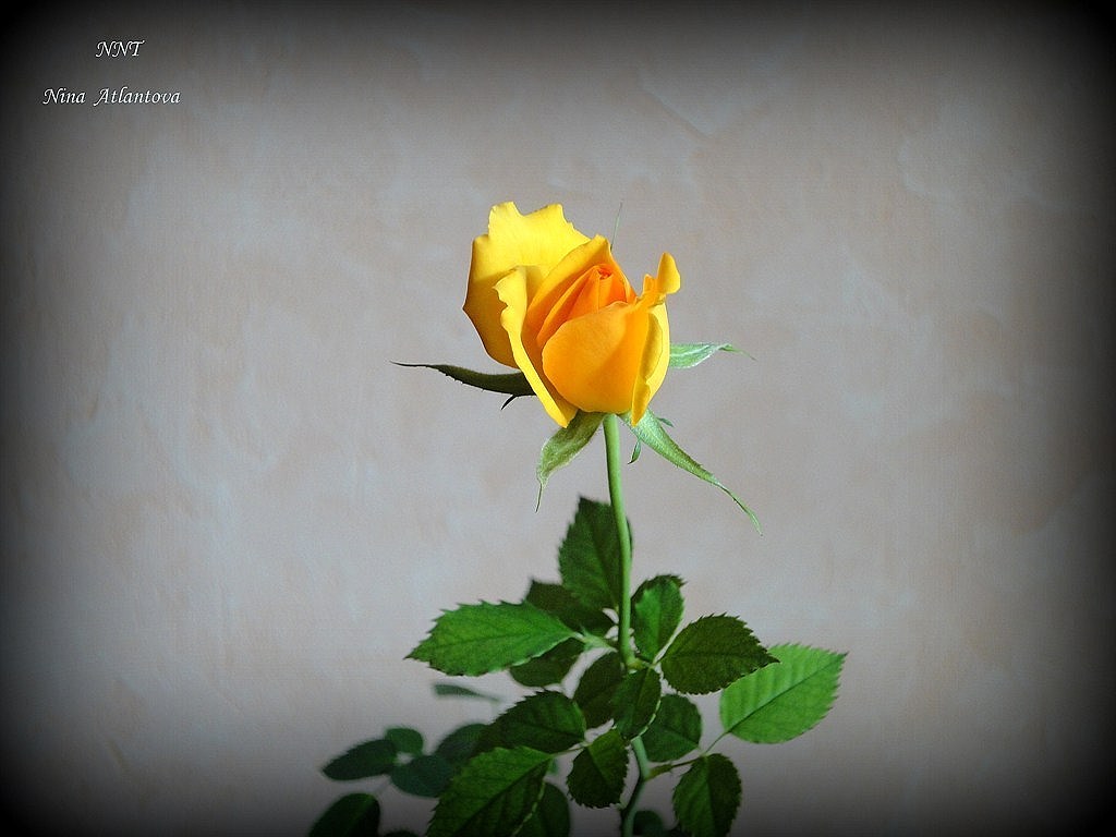 Снова расцветаю