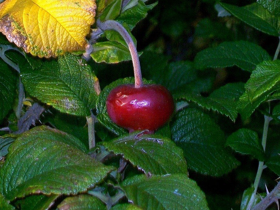 Ягодка шиповника