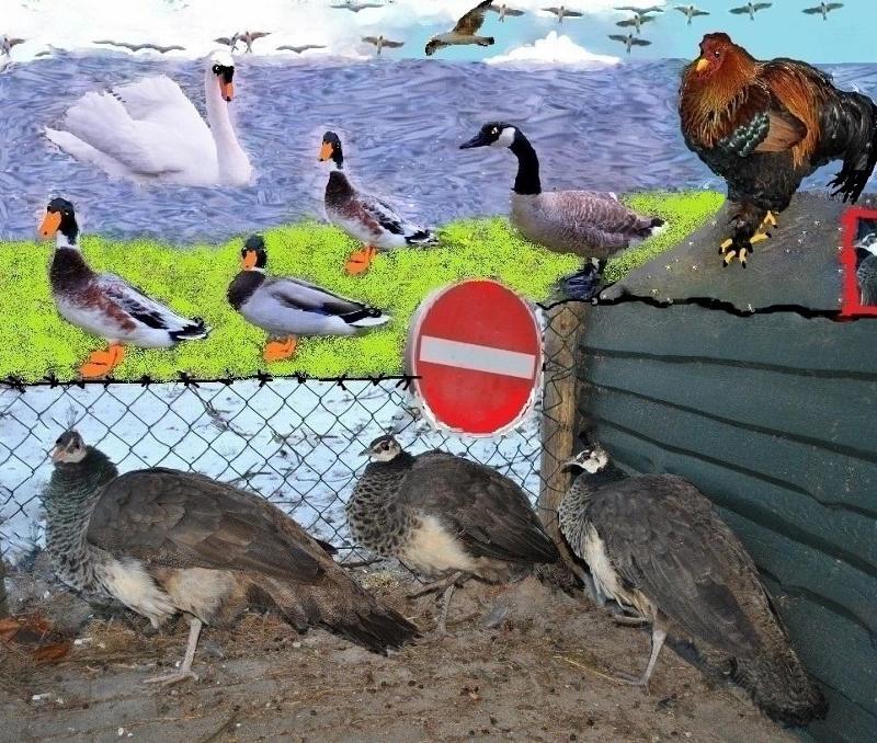 Притворные дамы