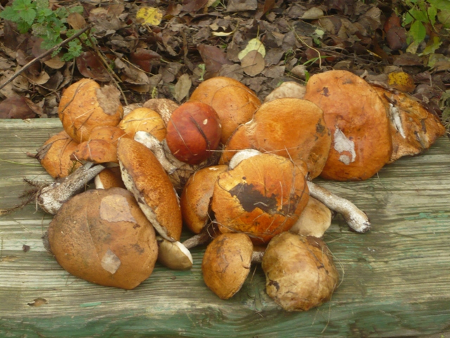 Подосиновики