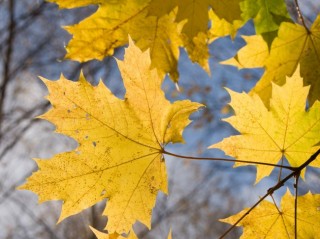 Желтые листья