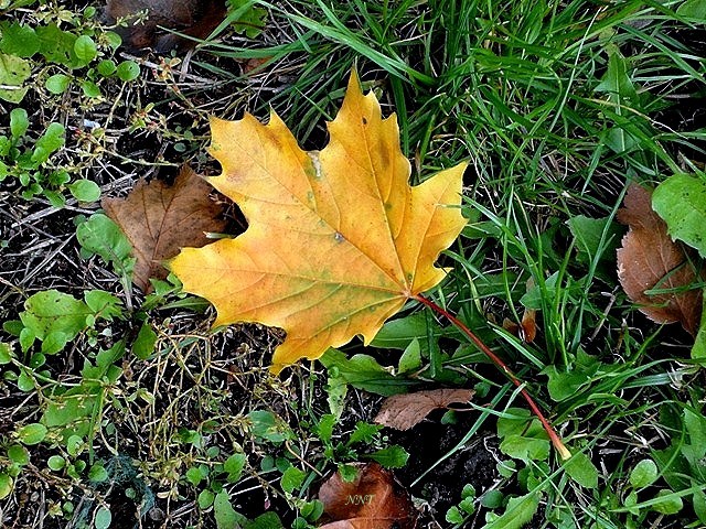 Счастье-невидаль