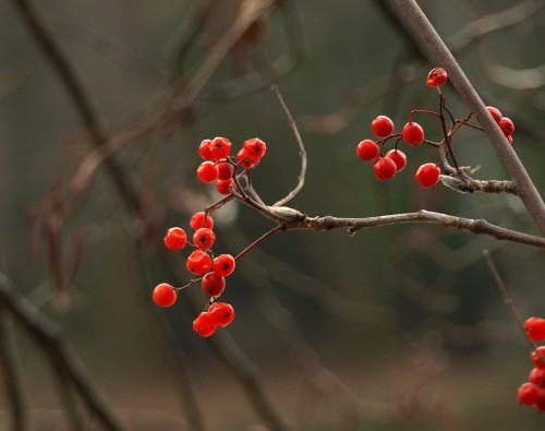 Осень уходящая...