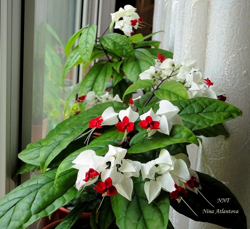 Небо я благодарю