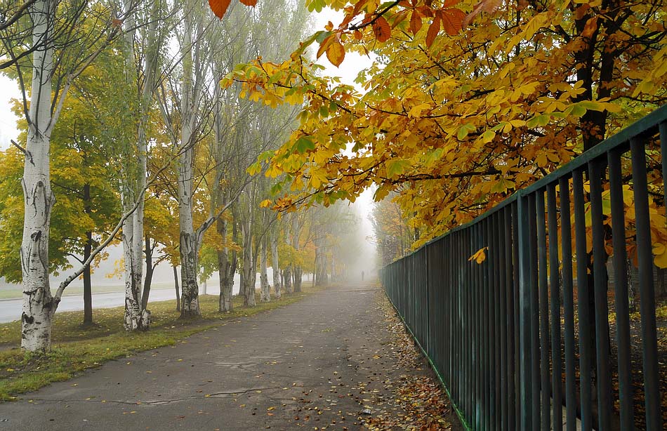 Утренний туман