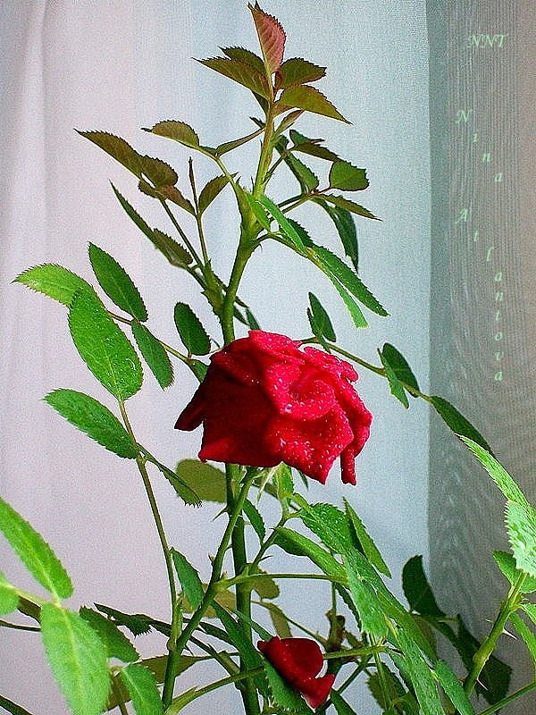 Уникальной слыла во вселенной