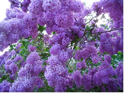 Я вернусь в сирени пьяных гроздьях