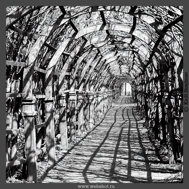 Тернистый путь 8. Тернистый путь 8. Хайдарали усманов охотник. Терновник колючий куст. Тернистый путь 8.