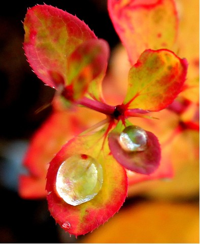 О слезах осени... раздумья просятся...