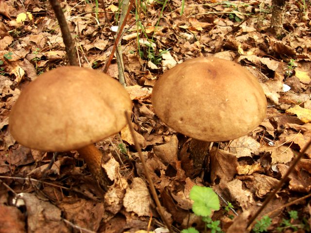 Грибы башкирии. Грибы башкирии. Какие грибы в башкирии в августе. Белый гриб в башкирии. Какие грибы в башкирии в августе.