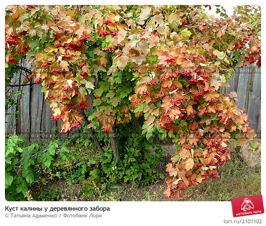 Куст калины