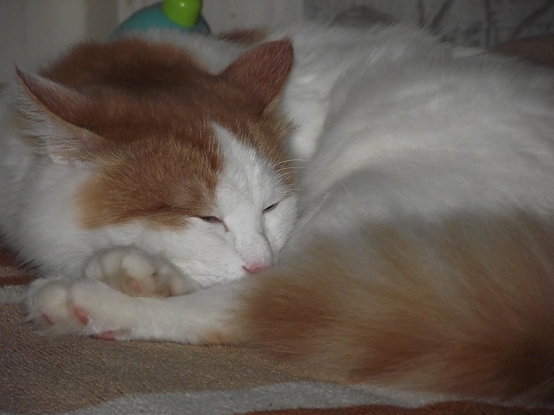 В доме нашем...